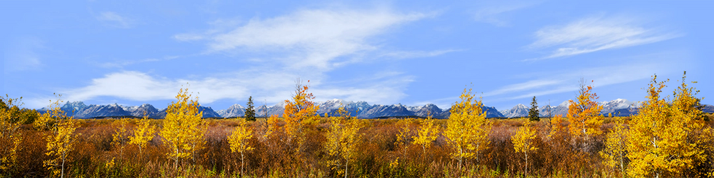 Autumn Golden Treeline Grand Teton Natl Park Wyoming