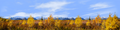 Autumn Golden Treeline Grand Teton Natl Park Wyoming