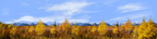 Autumn Golden Treeline Grand Teton Natl Park Wyoming