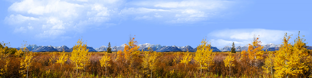 Autumn Golden Treeline Grand Teton Natl Park Wyoming