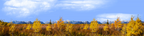 Autumn Golden Treeline Grand Teton Natl Park Wyoming