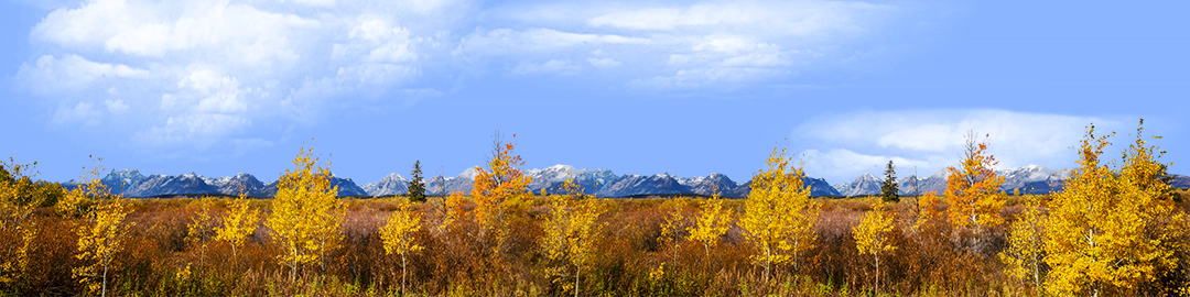 Autumn Golden Treeline Grand Teton Natl Park Wyoming