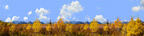 Autumn Golden Treeline Grand Teton Natl Park Wyoming
