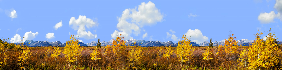 Autumn Golden Treeline Grand Teton Natl Park Wyoming