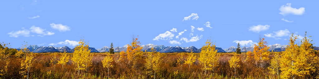 Autumn Golden Treeline Grand Teton Natl Park Wyoming