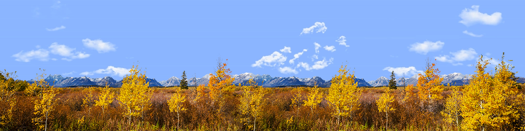 Autumn Golden Treeline Grand Teton Natl Park Wyoming