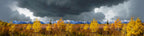 Autumn Golden Treeline Grand Teton Natl Park Wyoming