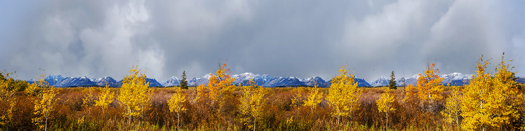 Autumn Golden Treeline Grand Teton Natl Park Wyoming