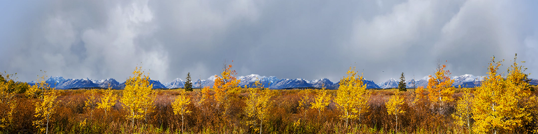 Autumn Golden Treeline Grand Teton Natl Park Wyoming