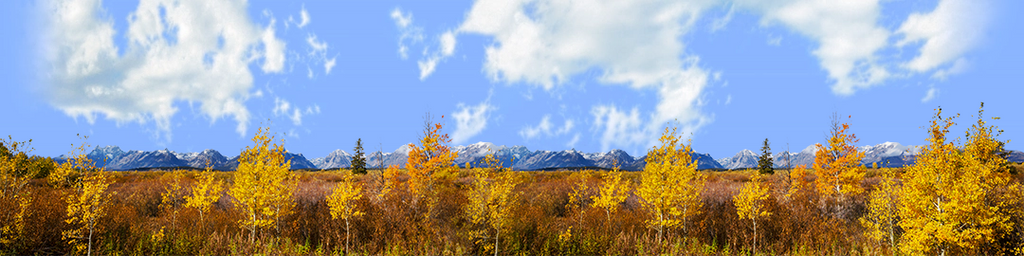 Autumn Golden Treeline Grand Teton Natl Park Wyoming