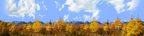 Autumn Golden Treeline Grand Teton Natl Park Wyoming