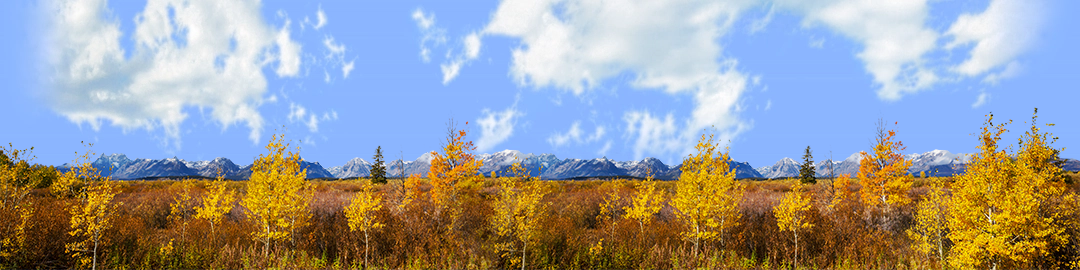 Autumn Golden Treeline Grand Teton Natl Park Wyoming