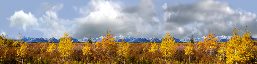 Autumn Golden Treeline Grand Teton Natl Park Wyoming