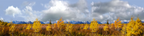 Autumn Golden Treeline Grand Teton Natl Park Wyoming