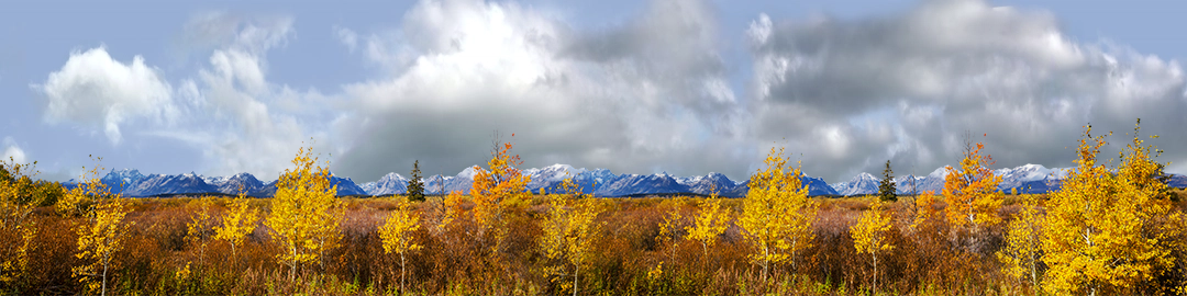Autumn Golden Treeline Grand Teton Natl Park Wyoming