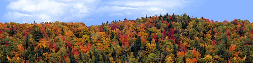 Autumn hillside covered with trees center repeatable