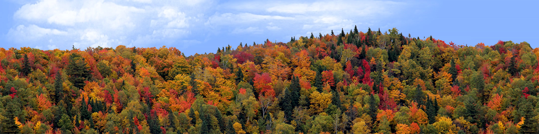 Autumn hillside covered with trees center repeatable