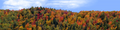 Autumn hillside covered with trees left