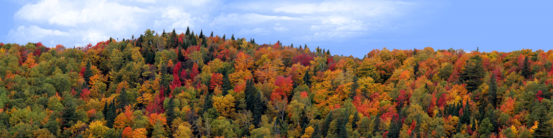 Autumn hillside covered with trees left