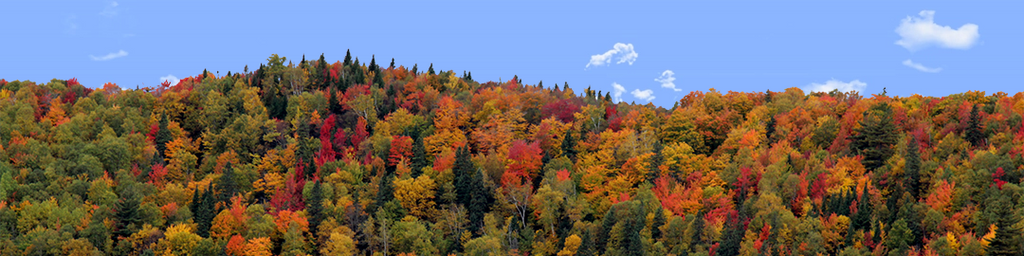 Autumn hillside covered with trees left