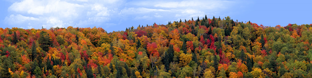 Autumn hillside covered with trees right