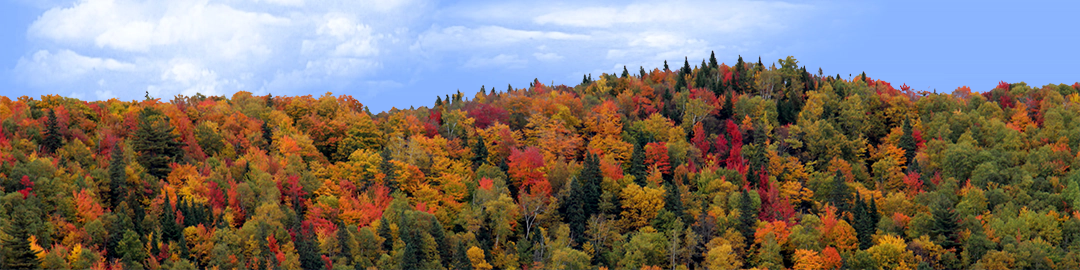 Autumn hillside covered with trees right
