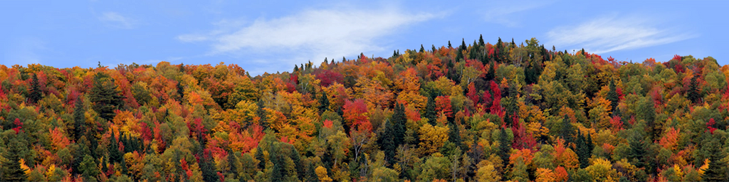 Autumn hillside covered with trees center repeatable