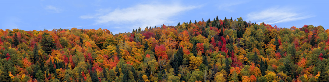 Autumn hillside covered with trees center repeatable
