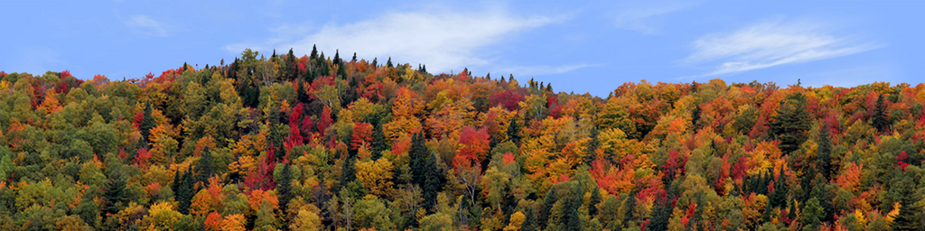 Autumn hillside covered with trees left