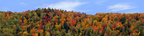 Autumn hillside covered with trees left