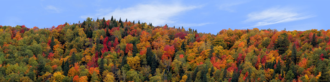Autumn hillside covered with trees left