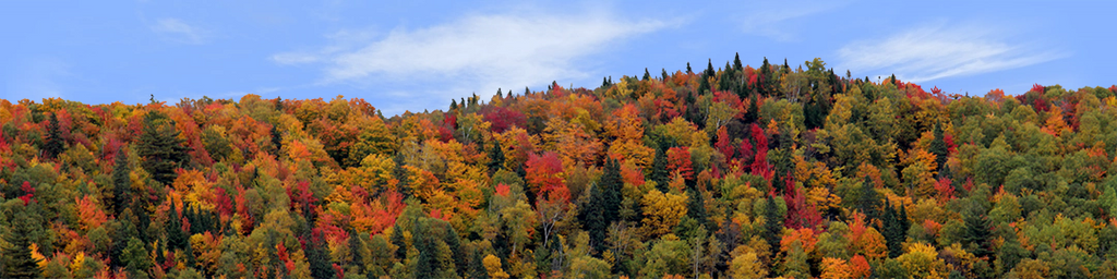 Autumn hillside covered with trees right