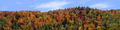 Autumn hillside covered with trees right