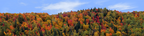 Autumn hillside covered with trees right