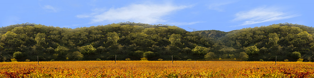Autumn in Napa Valley California center repeatable
