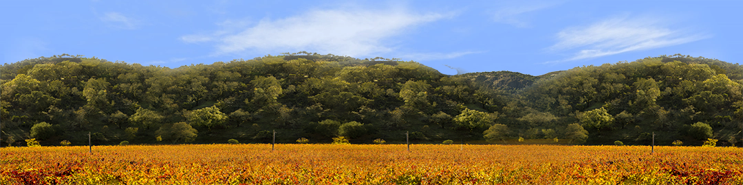 Autumn in Napa Valley California center repeatable
