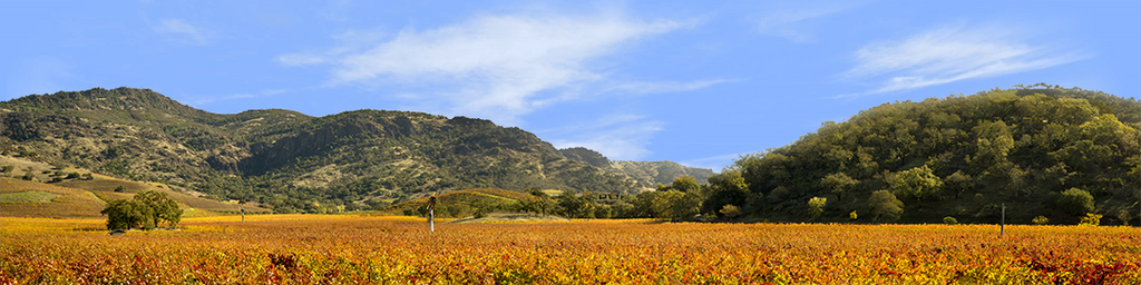 Autumn in Napa Valley California left