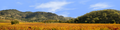 Autumn in Napa Valley California left