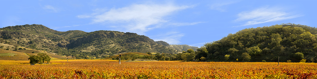 Autumn in Napa Valley California left
