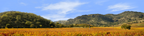 Autumn in Napa Valley California right
