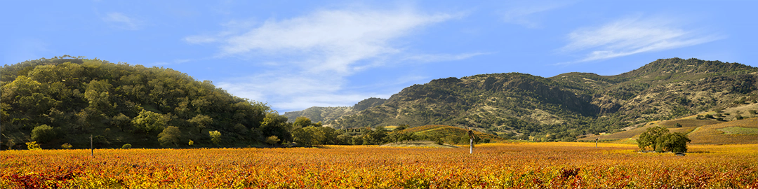 Autumn in Napa Valley California right