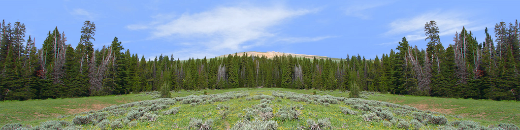 Bighorn National Park Flowered Meadow and Treeline center repeatable