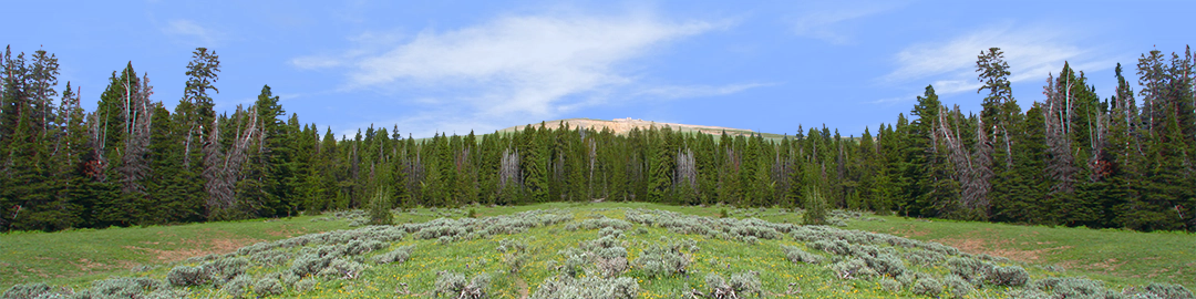 Bighorn National Park Flowered Meadow and Treeline center repeatable