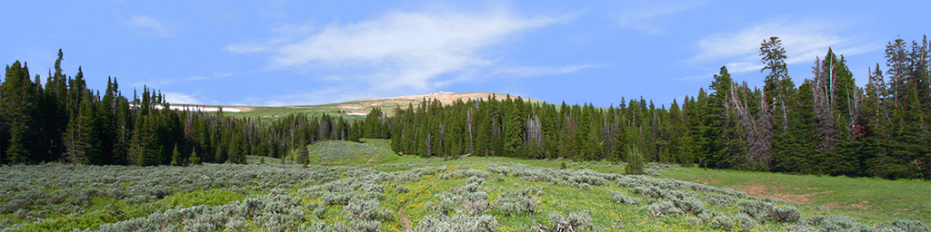 Bighorn National Park Flowered Meadow and Treeline left