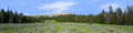 Bighorn National Park Flowered Meadow and Treeline left
