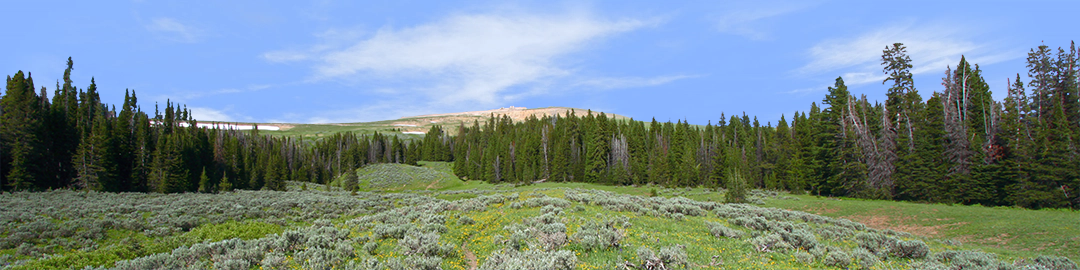 Bighorn National Park Flowered Meadow and Treeline left