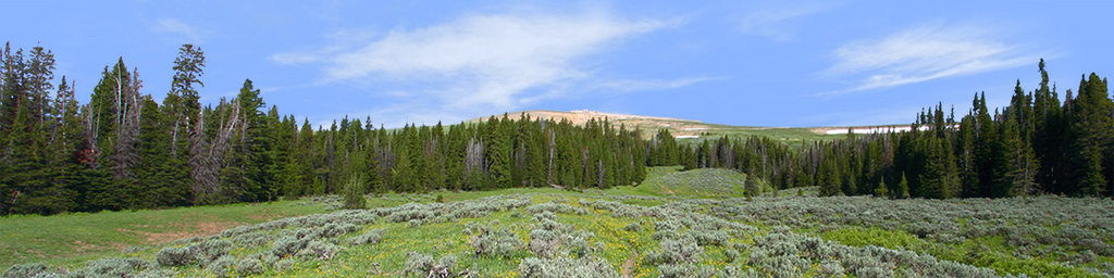 Bighorn National Park Flowered Meadow and Treeline right