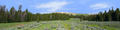 Bighorn National Park Flowered Meadow and Treeline right