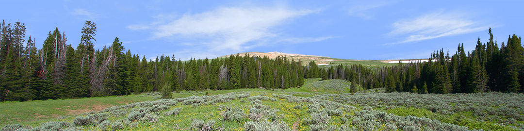 Bighorn National Park Flowered Meadow and Treeline right