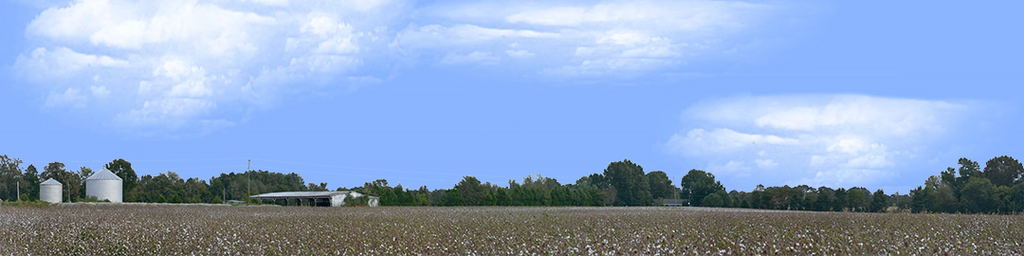 Cotton Fields Tennessee with Buildings left